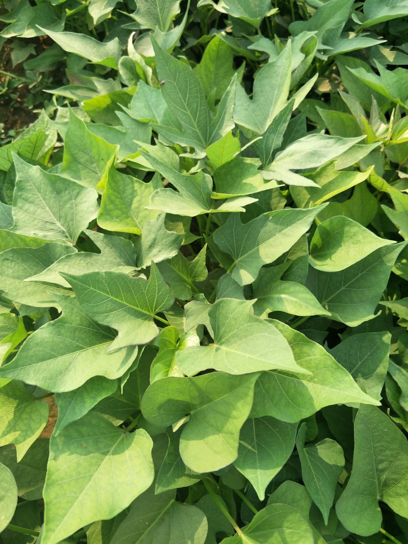 洛薯13红薯苗