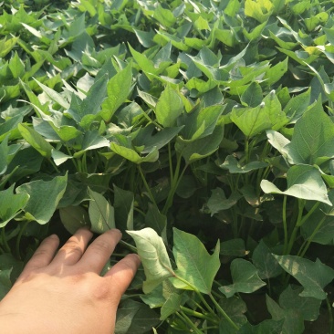 洛薯13红薯苗