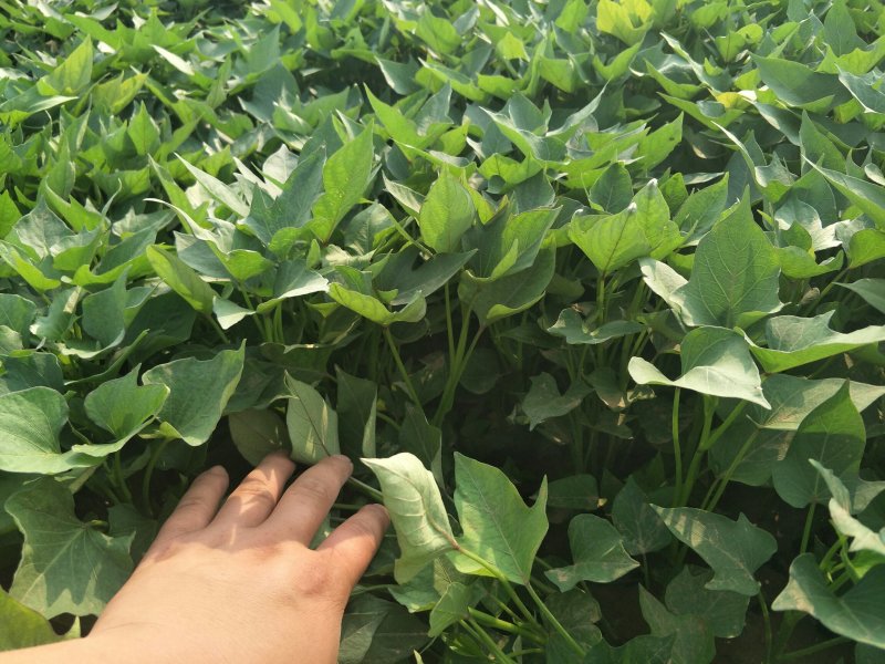 洛薯13红薯苗