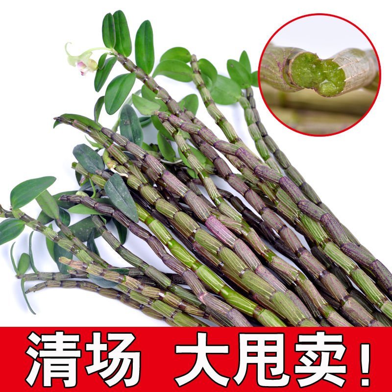 铁皮石斛