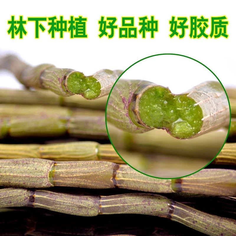 铁皮石斛