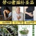 铁皮石斛