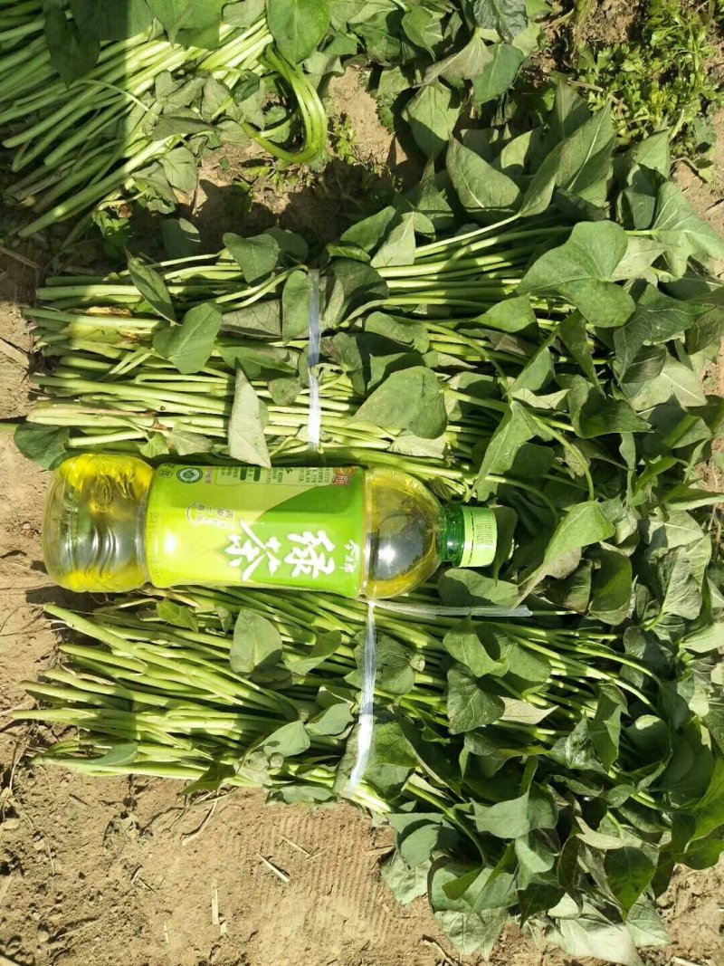 豫薯13红薯苗