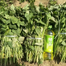 豫薯13红薯苗