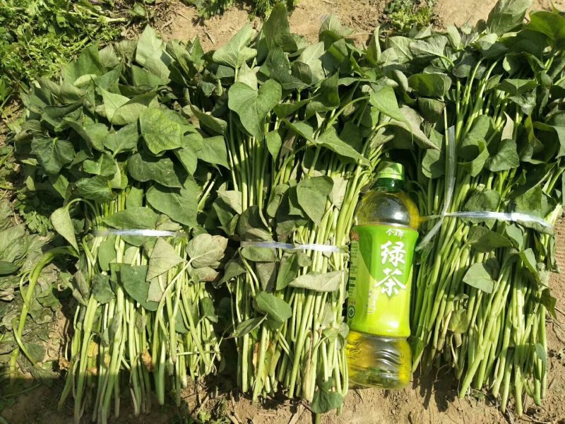 豫薯13红薯苗