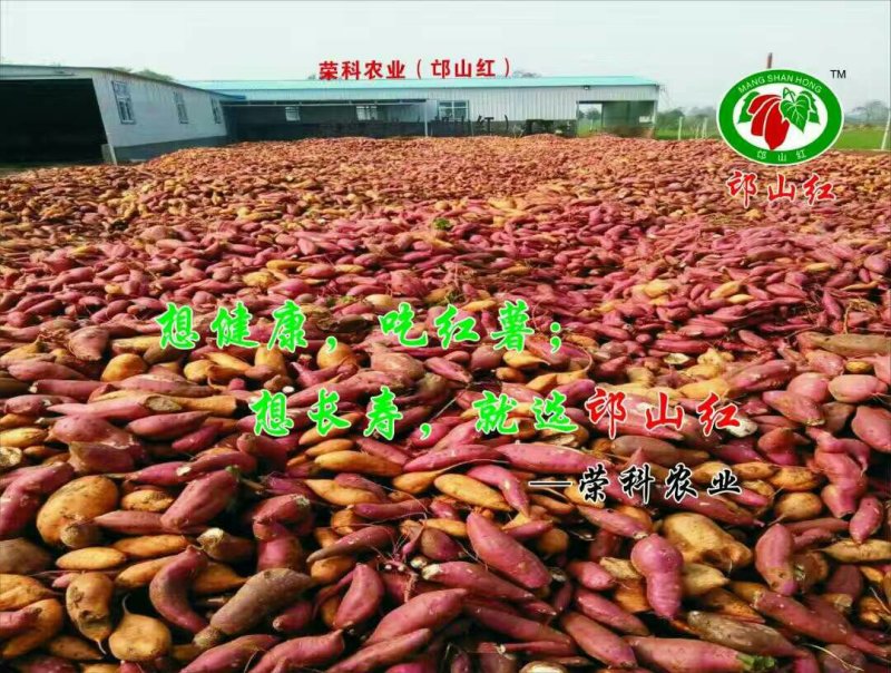高淀粉系列红薯苗