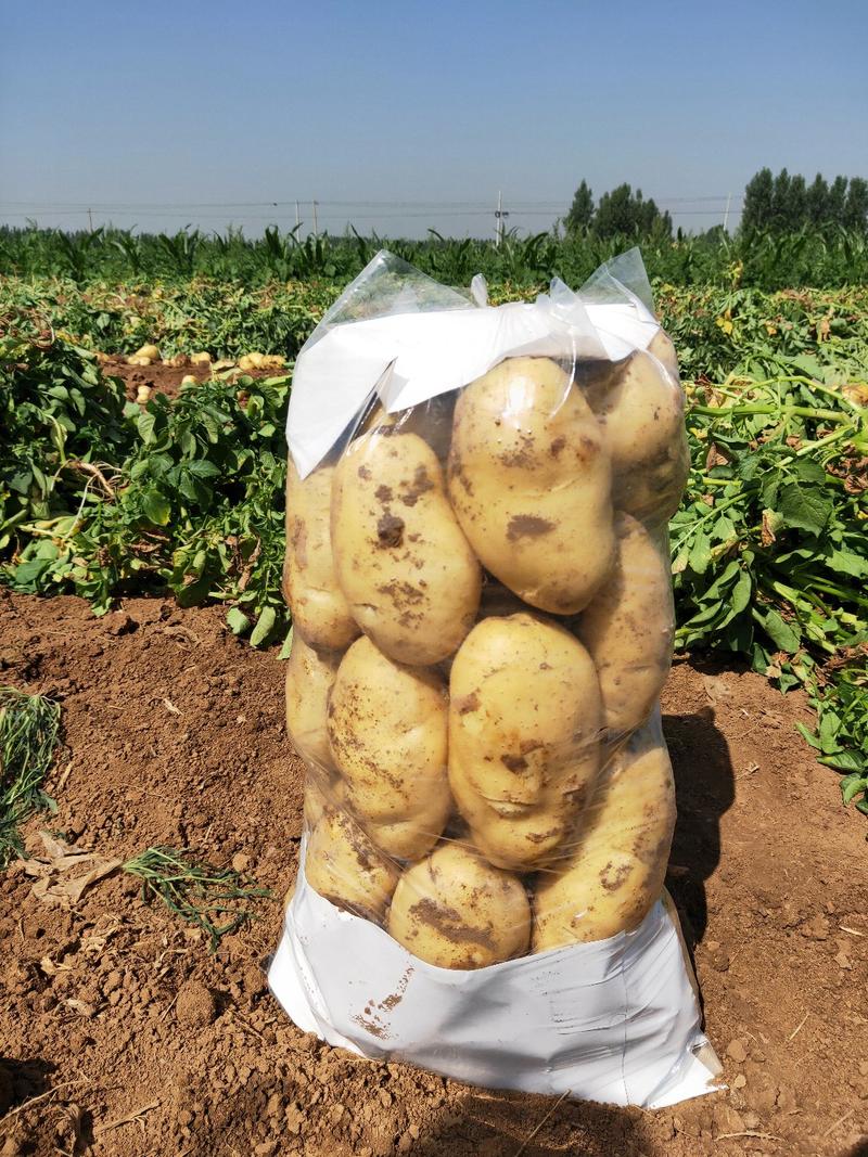 山东土豆荷兰十五大棚土豆大量上市中量大质优
