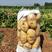 山东土豆荷兰十五大棚土豆大量上市中量大质优
