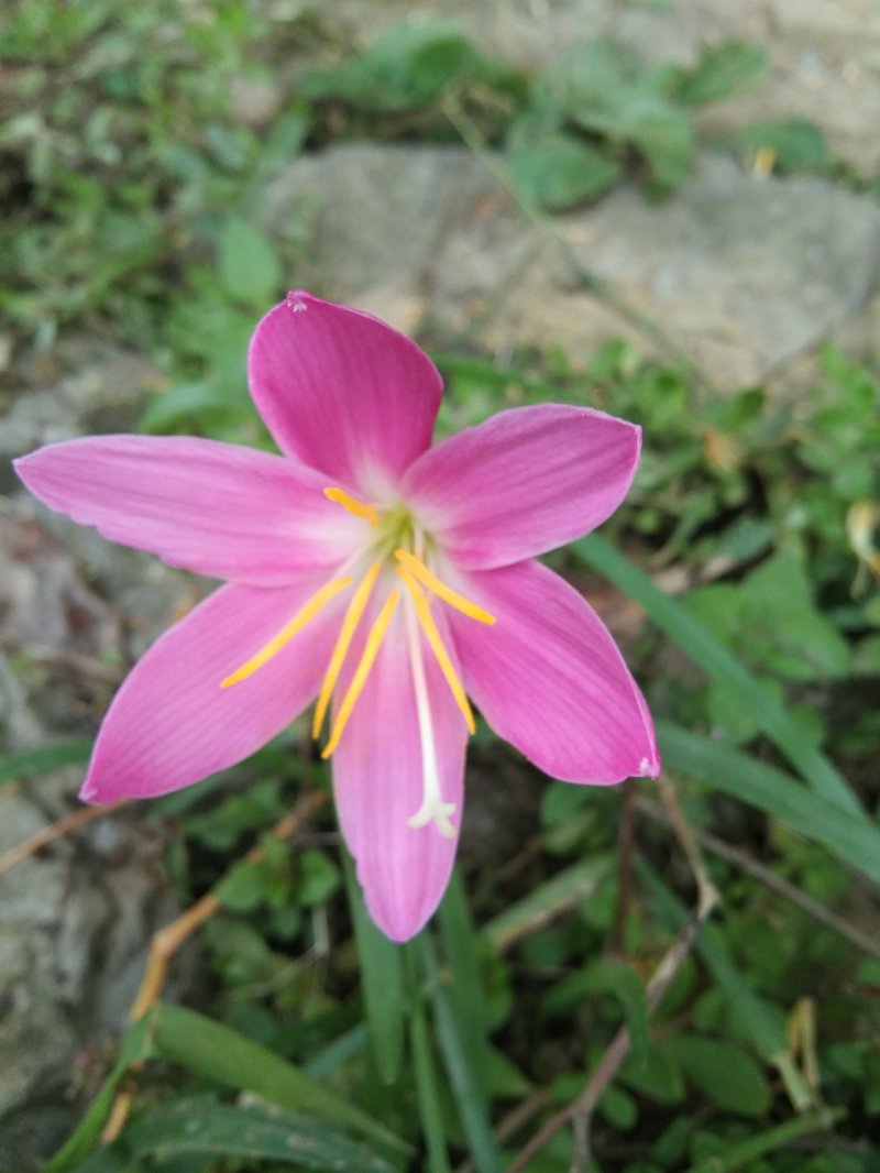 韭兰，风雨兰，一手货源支持线上交易欢迎来电咨询