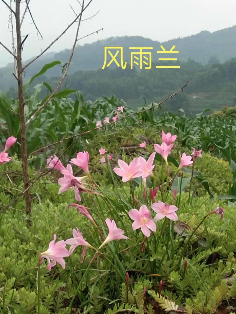韭兰，风雨兰，一手货源支持线上交易欢迎来电咨询