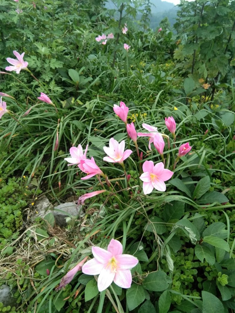 韭兰，风雨兰，一手货源支持线上交易欢迎来电咨询