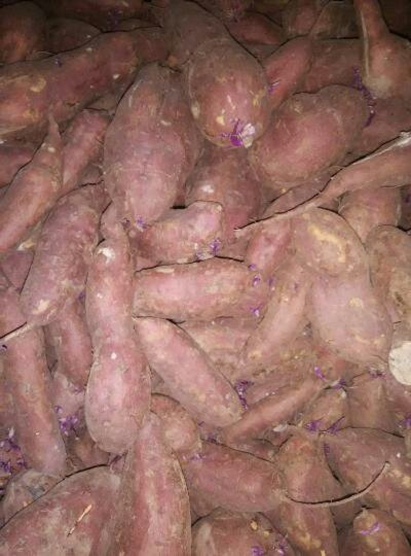 紫薯高淀粉系列红薯苗