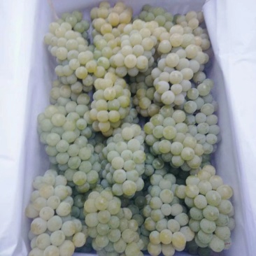 水晶葡萄，玫瑰香5%以下1~2斤