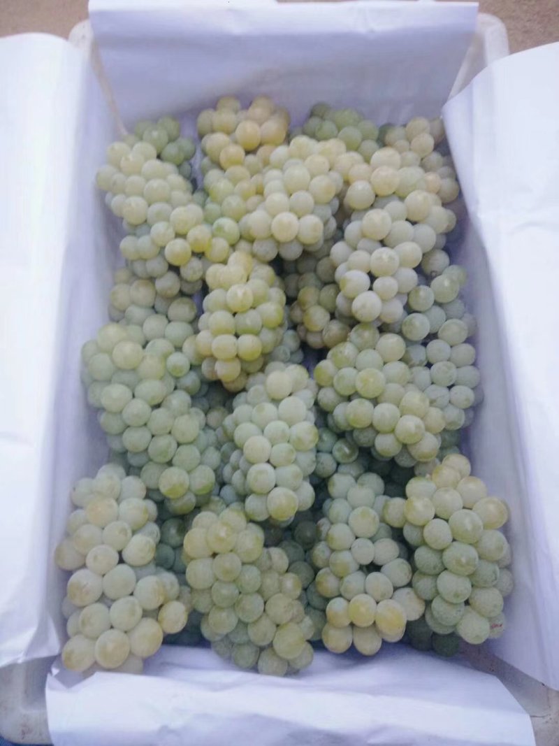 水晶葡萄，玫瑰香5%以下1~2斤