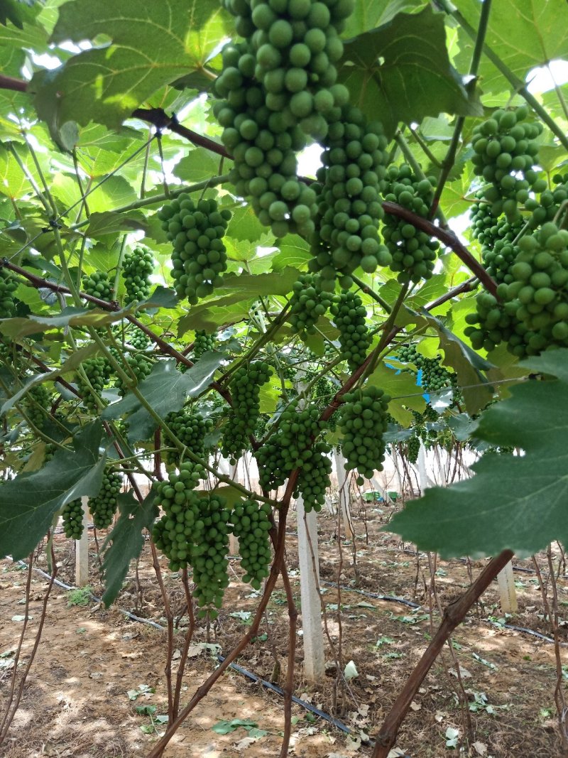 水晶葡萄，玫瑰香5%以下1~2斤