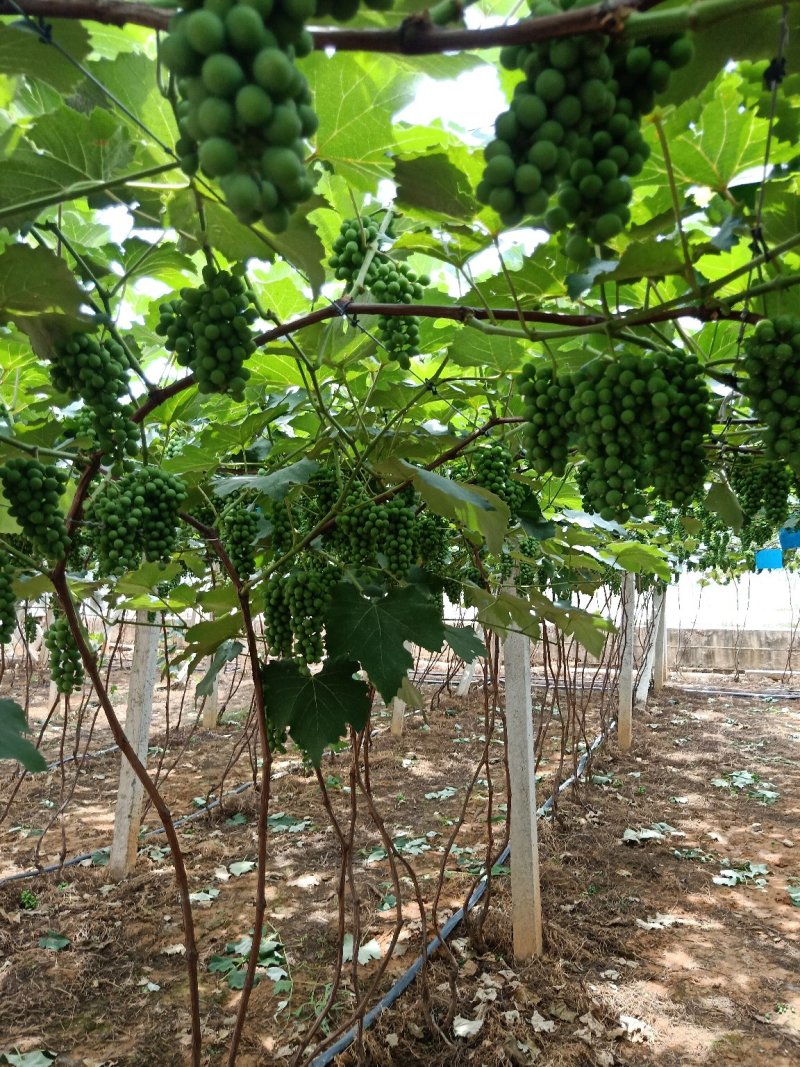 水晶葡萄，玫瑰香5%以下1~2斤