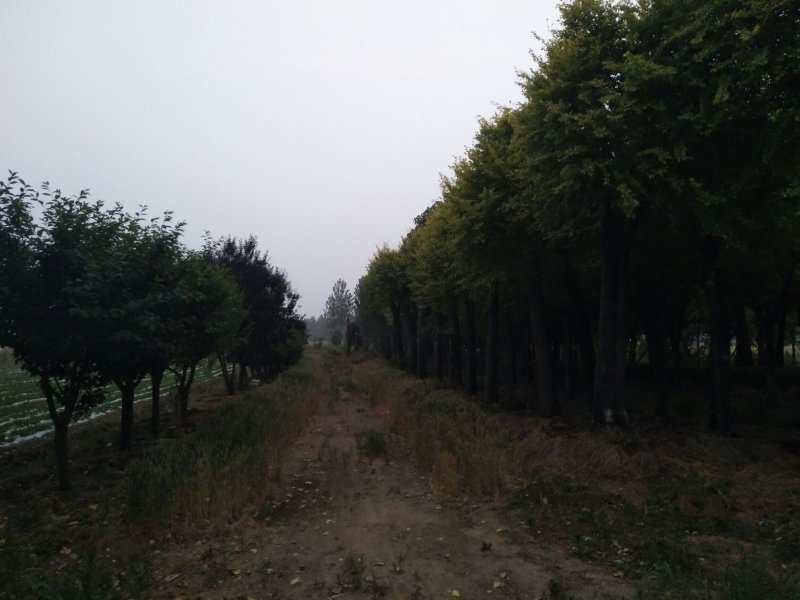 （推荐）金叶榆15――50公分，大量供应，欢迎合作