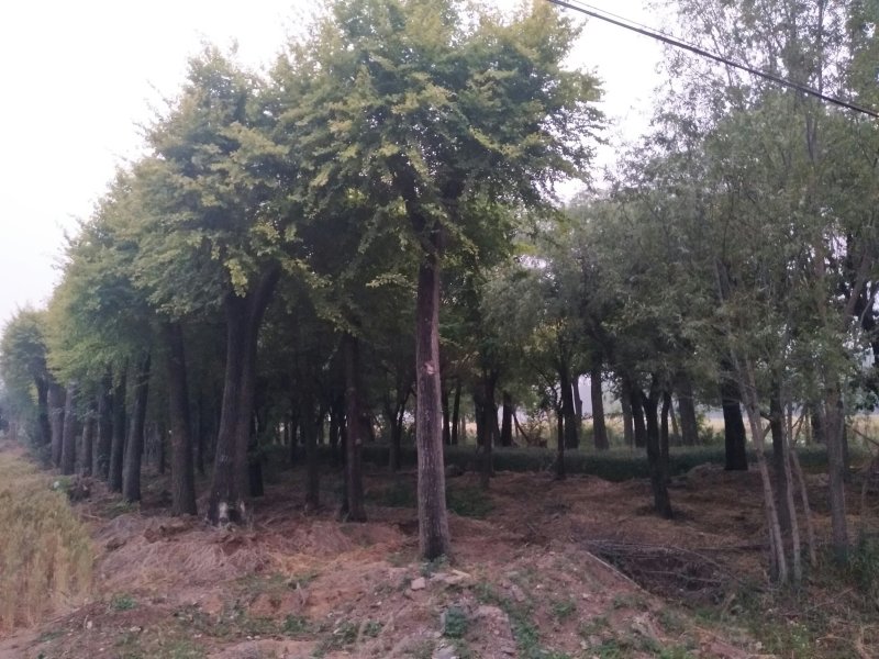 （推荐）金叶榆15――50公分，大量供应，欢迎合作