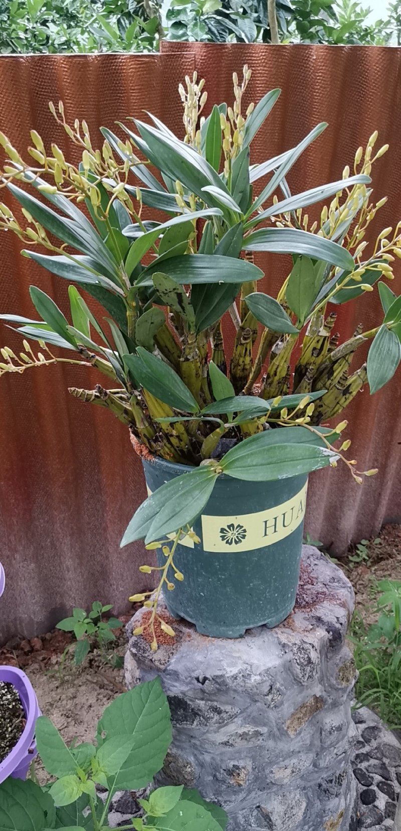各种野生石斛金线莲