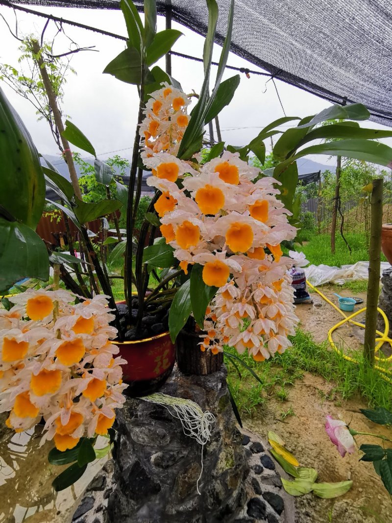 各种野生石斛金线莲