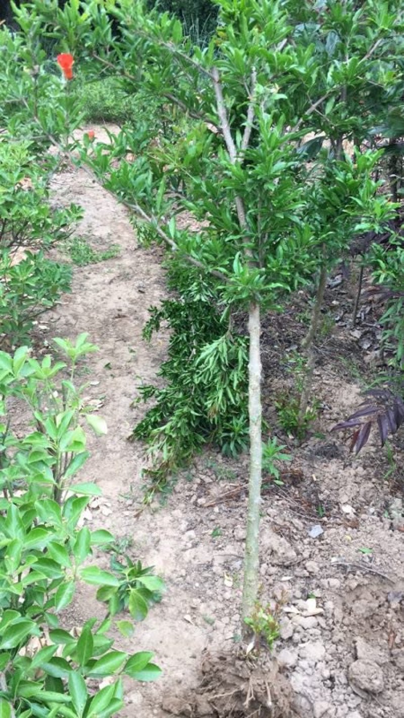 盆栽石榴树苗新品种--蒙阳红石榴苗，果实特大汁多味甜