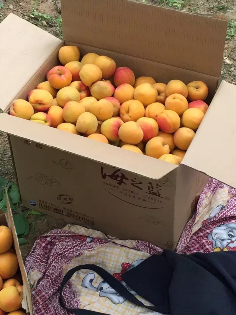八斗杏