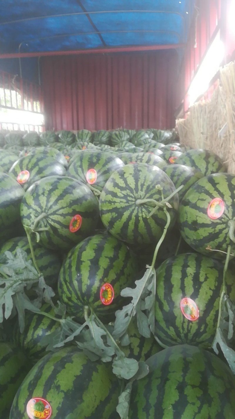 蒲城锦王西瓜5月中旬上，口感香甜，走遍天下，大量上市了，