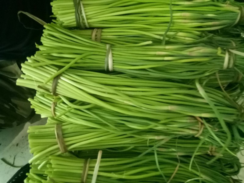 2019鲜蒜薹大量有货