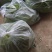 2019鲜蒜薹大量有货