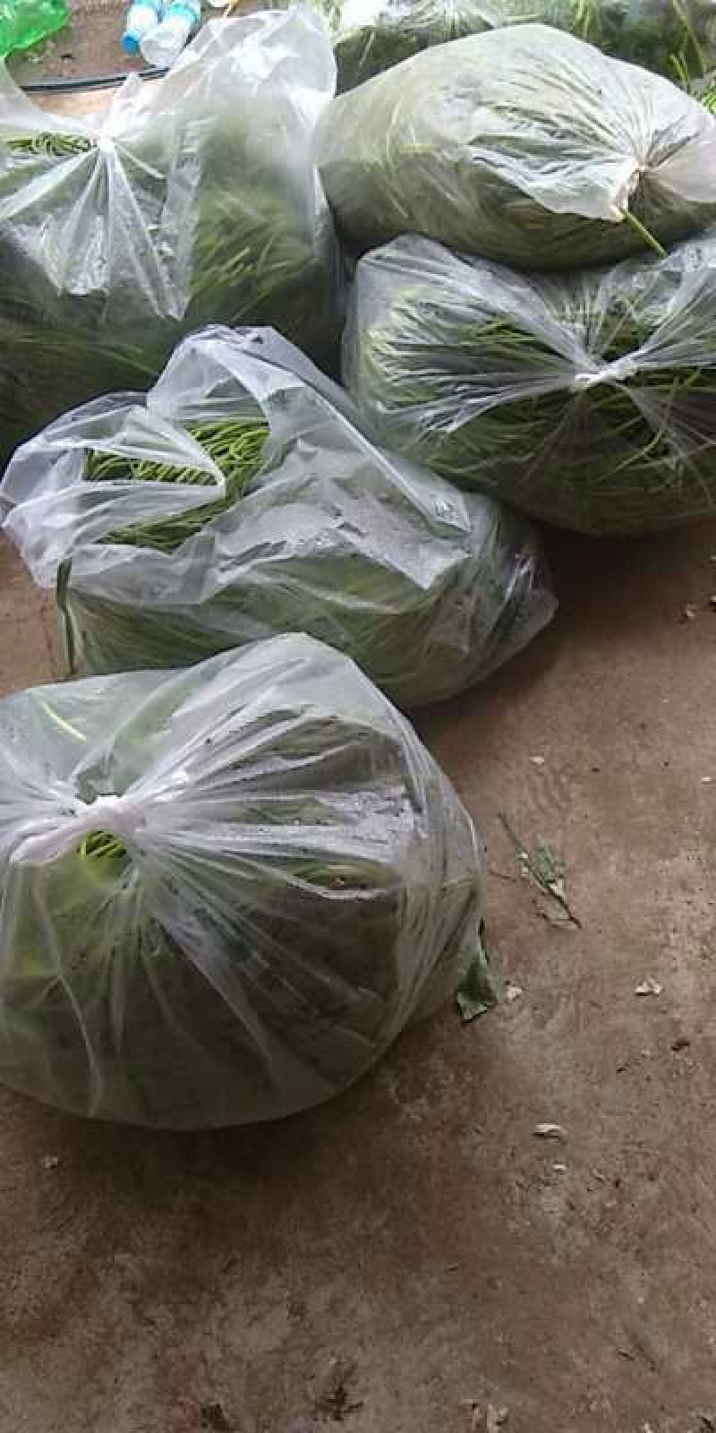 2019鲜蒜薹大量有货