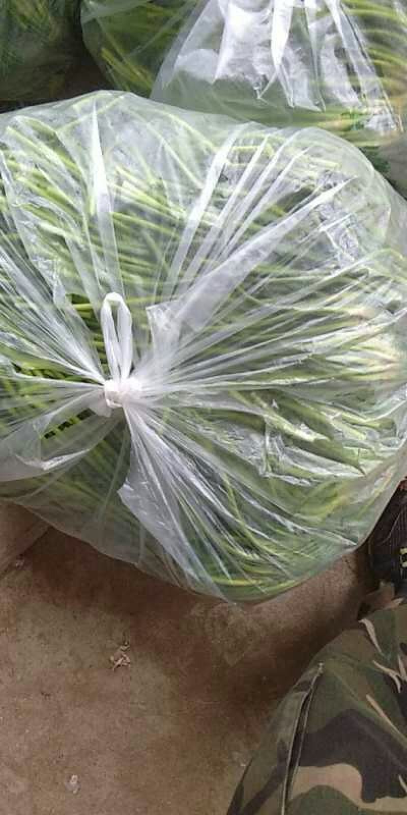 2019鲜蒜薹大量有货