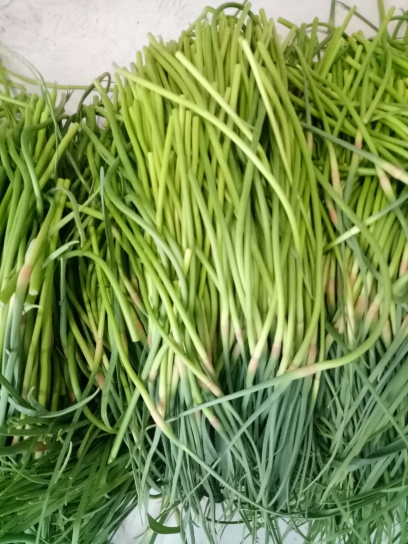 2019鲜蒜薹大量有货