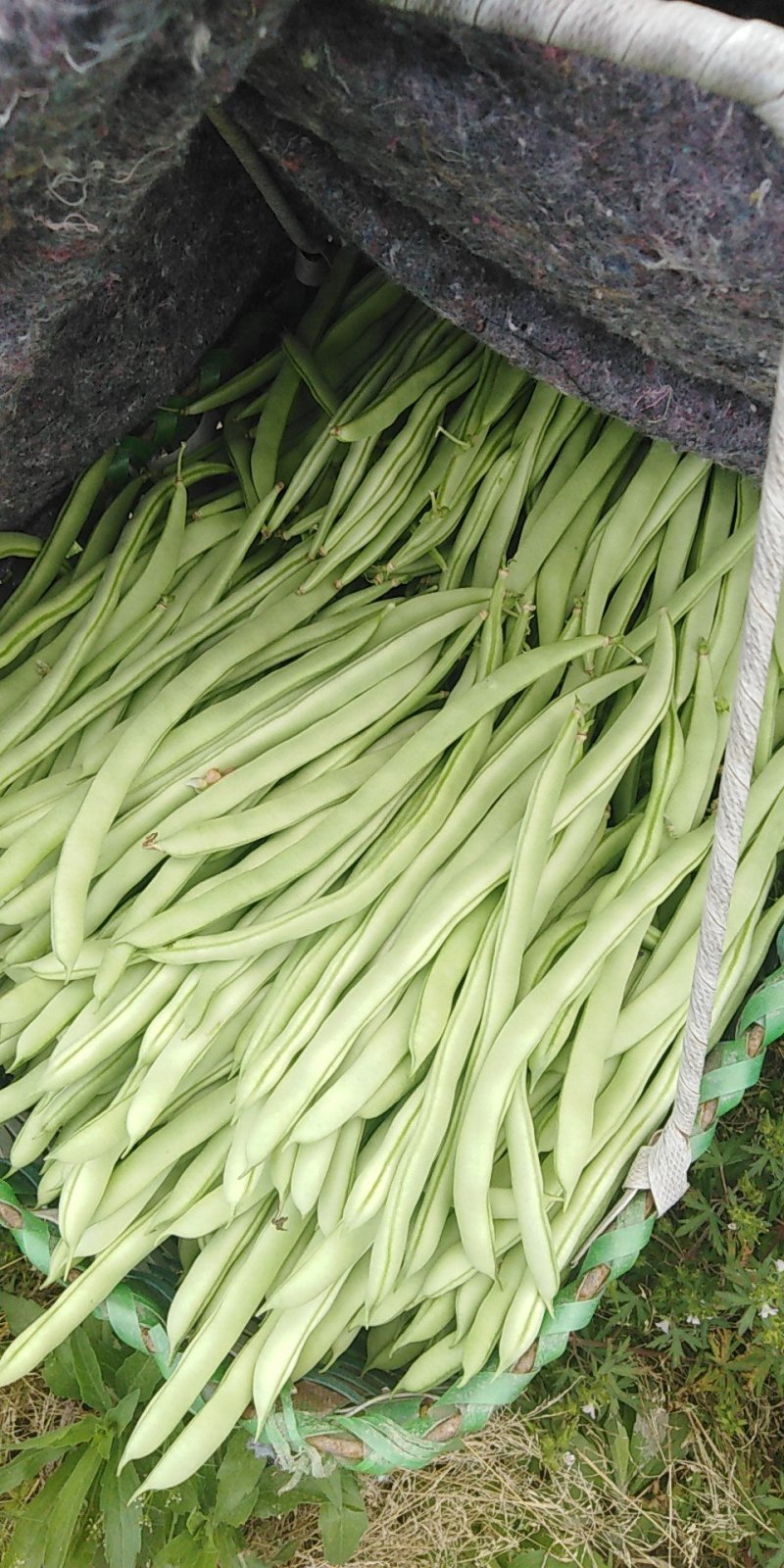 四季豆