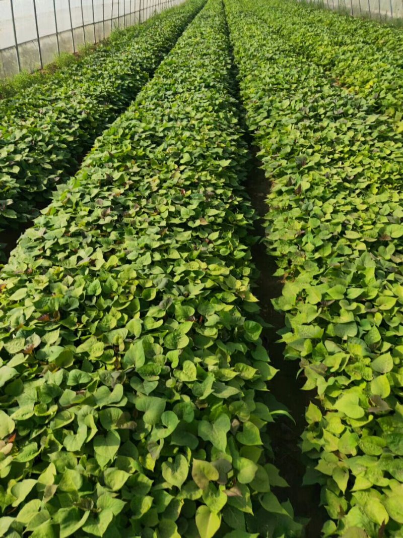 大规模的红薯预苗基地，品种有烟薯25龙薯九，济薯26西瓜