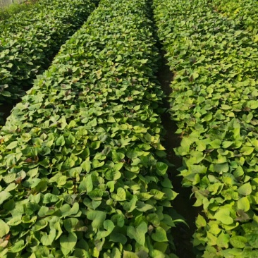 大规模的红薯预苗基地，品种有烟薯25龙薯九，济薯26西瓜