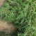 花椒芽苗花椒奶苗一斤100棵打冷运输包活
