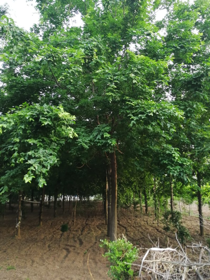 皂角树