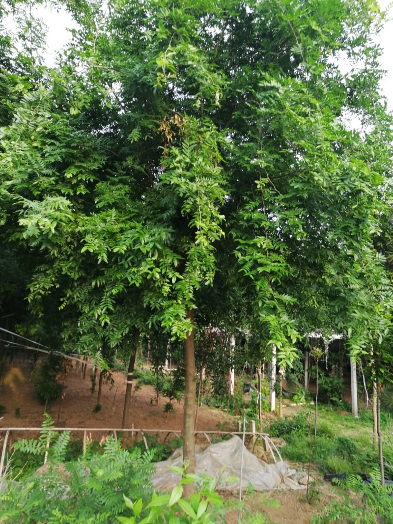皂角树