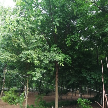 皂角树