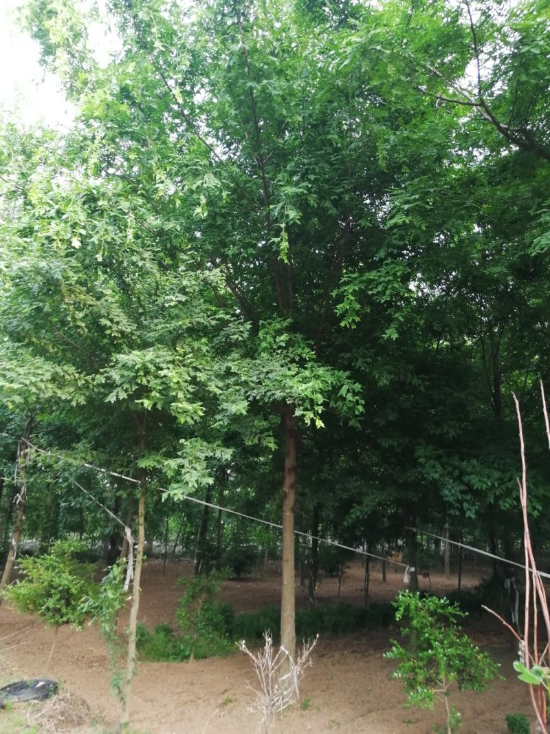 皂角树