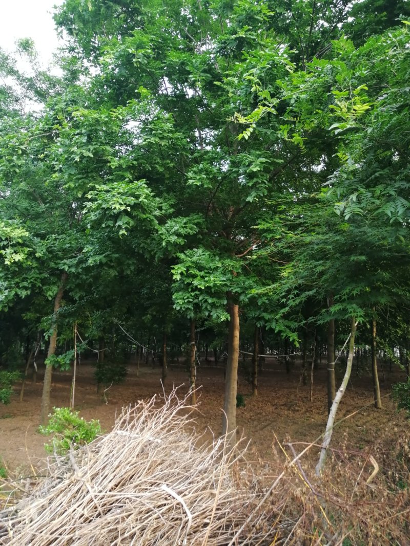 皂角树