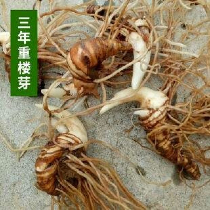 重楼苗货到付款保证成活率