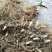 重楼苗货到付款保证成活率