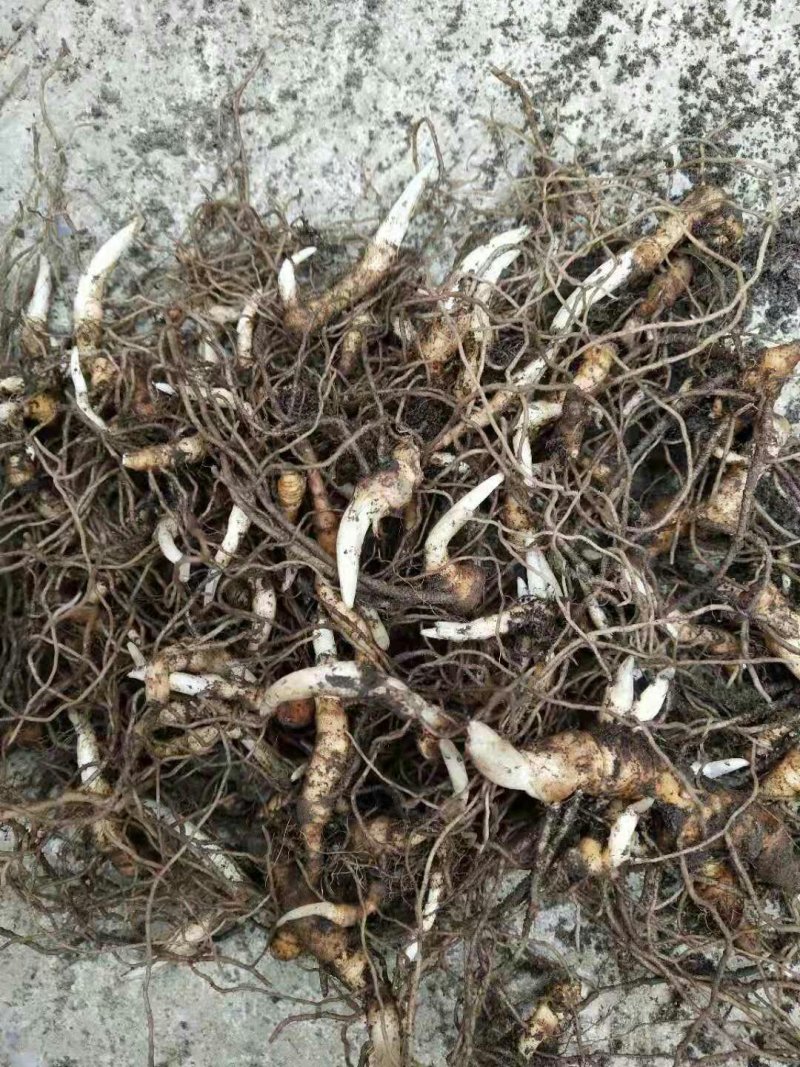 重楼苗货到付款保证成活率