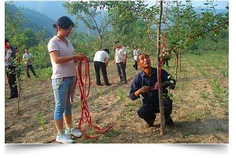 大棚压膜绳，果树拉枝，加宽加厚防老化大棚压膜绳