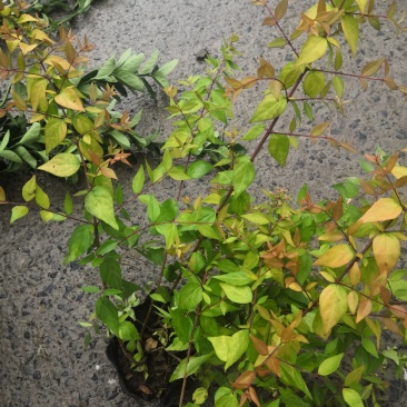 六道木金叶大花六道木