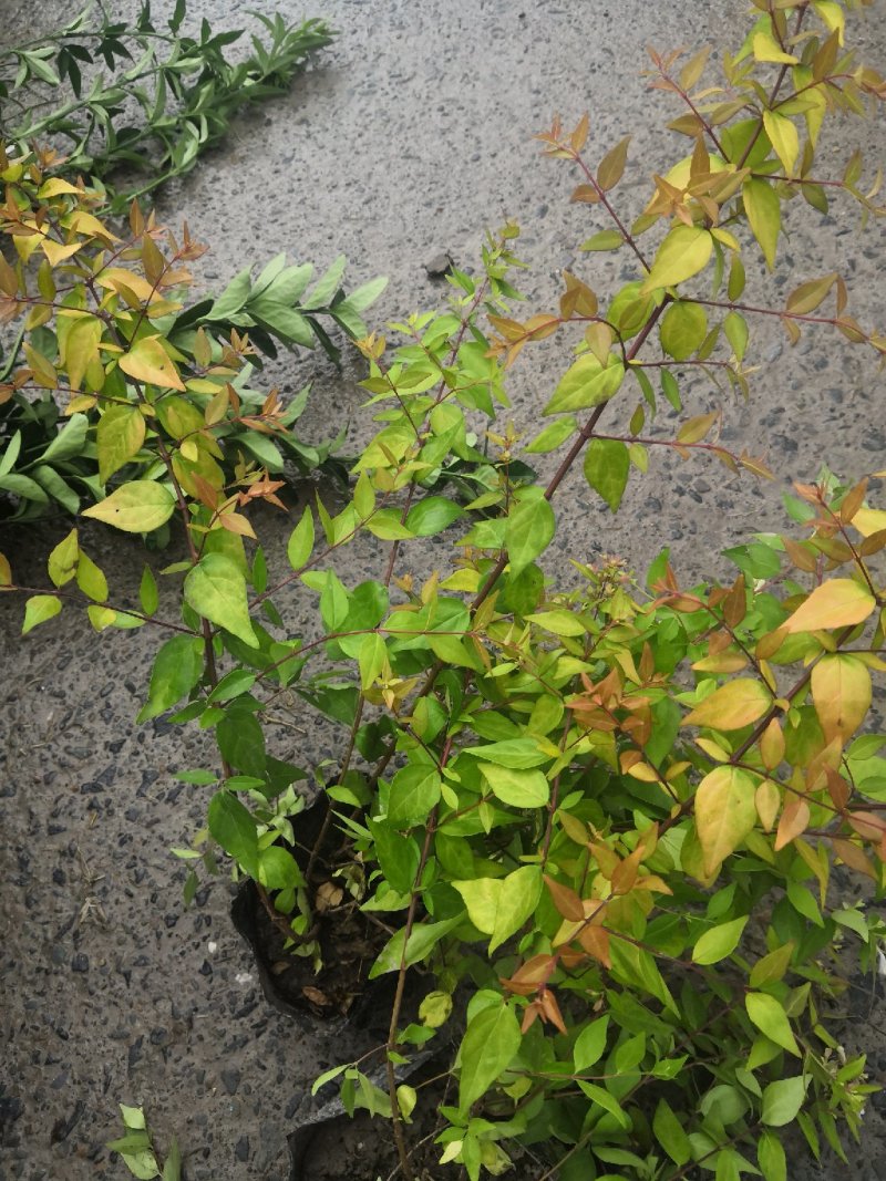 六道木金叶大花六道木
