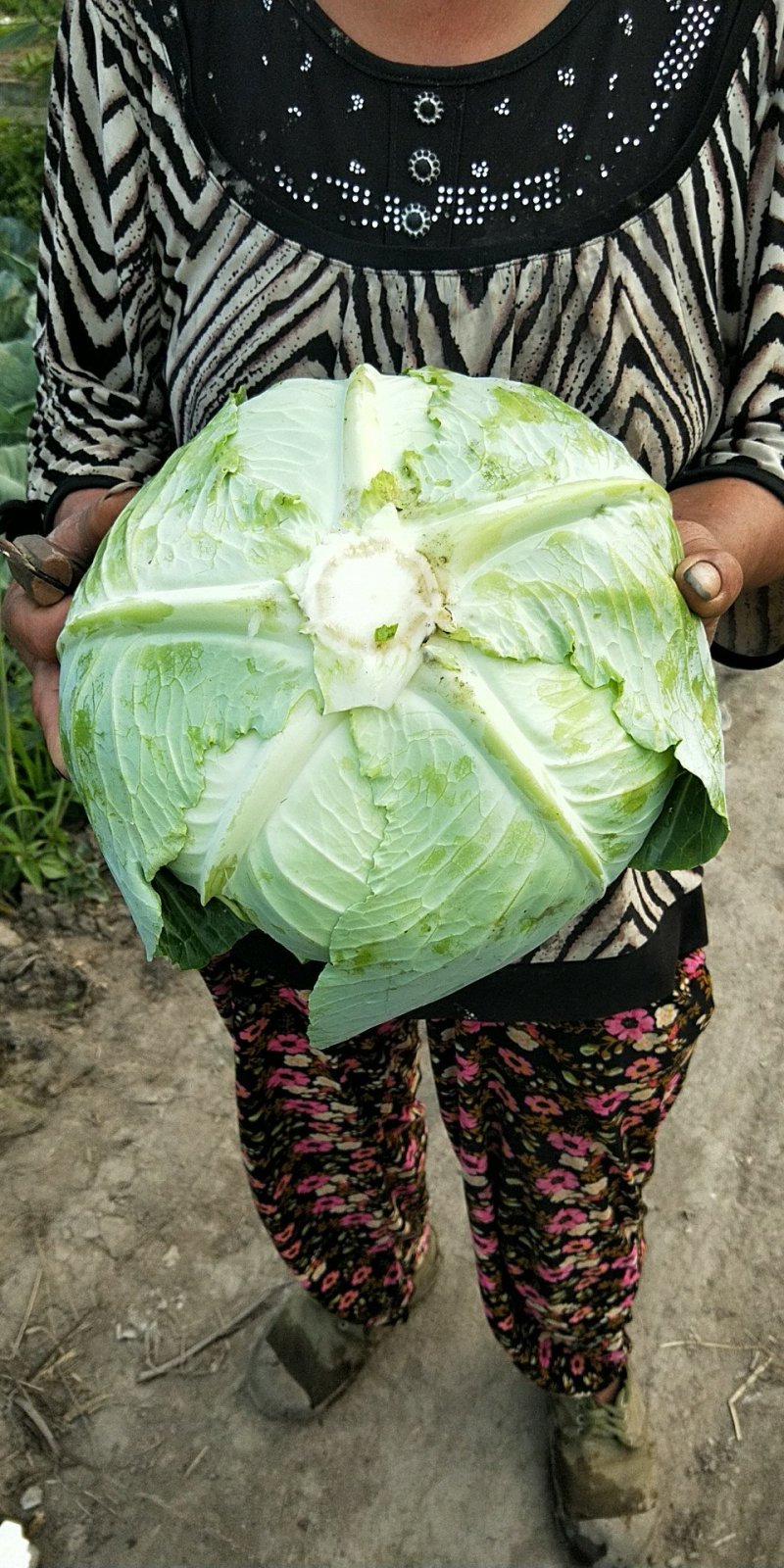 连花白