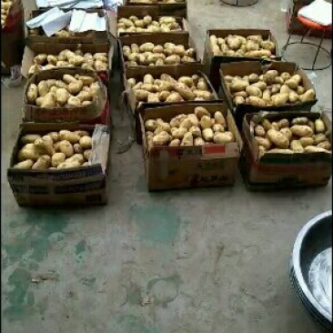土豆