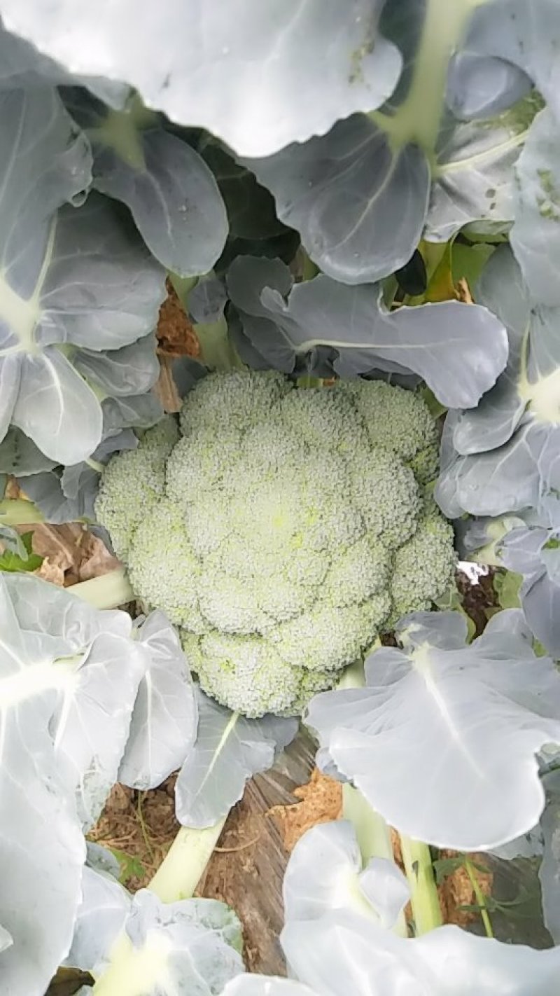 西兰花